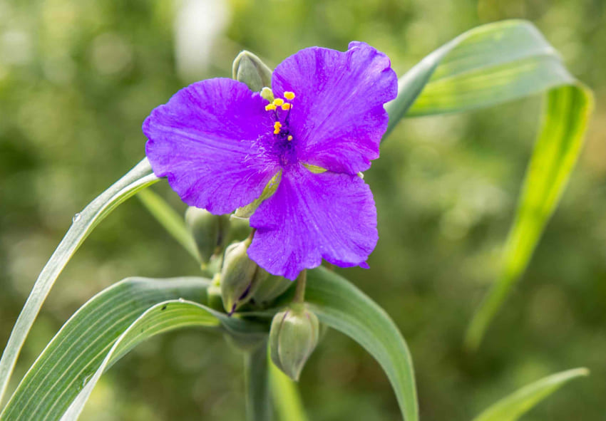 Spiderwort Tradescantia virginiana Flowering seeds for Planting