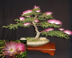 Tree Albizia Julibrissin Rare Flower Seeds for Planting – Ideal for Bonsai and Ornamental Landscaping - Dharaseeds