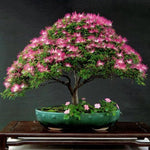 Tree Albizia Julibrissin Rare Flower Seeds for Planting – Ideal for Bonsai and Ornamental Landscaping - Dharaseeds