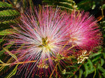 Tree Albizia Julibrissin Rare Flower Seeds for Planting – Ideal for Bonsai and Ornamental Landscaping - Dharaseeds