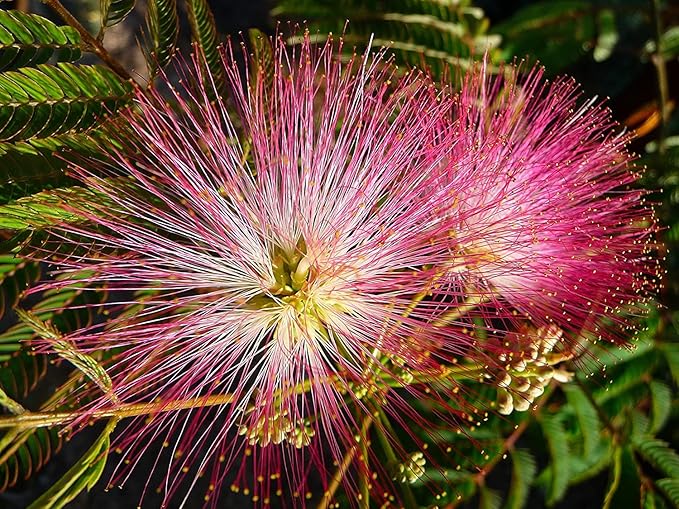Tree Albizia Julibrissin Rare Flower Seeds for Planting – Ideal for Bonsai and Ornamental Landscaping - Dharaseeds