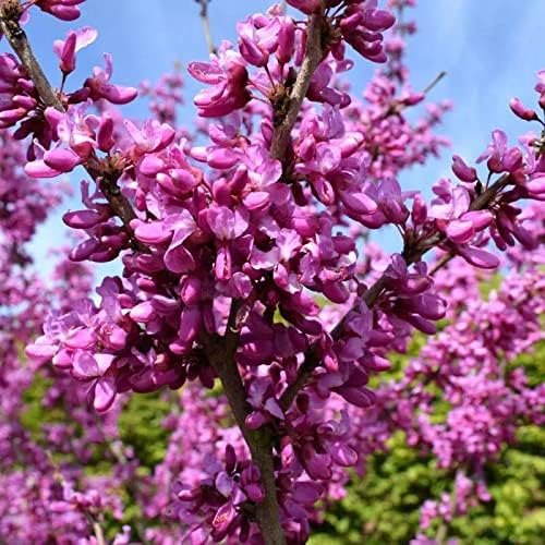 Tree Bauhinia Bauhinia Variegata Redbud Tree Seeds for Planting – Beautiful Blooms for Garden Borders and Landscapes - Dharaseeds