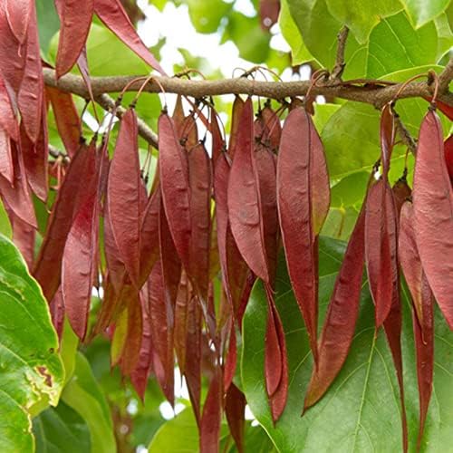 Tree Bauhinia Bauhinia Variegata Redbud Tree Seeds for Planting – Beautiful Blooms for Garden Borders and Landscapes - Dharaseeds