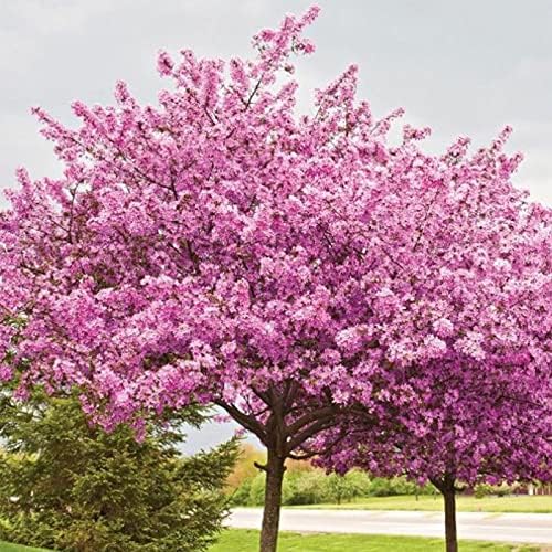 Tree Bauhinia Bauhinia Variegata Redbud Tree Seeds for Planting – Beautiful Blooms for Garden Borders and Landscapes - Dharaseeds