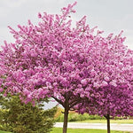 Tree Bauhinia Bauhinia Variegata Redbud Tree Seeds for Planting – Beautiful Blooms for Garden Borders and Landscapes - Dharaseeds