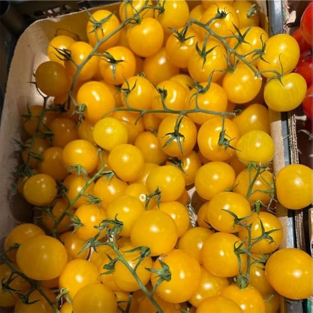 Non GMO tree tomato climbing seeds for gardening