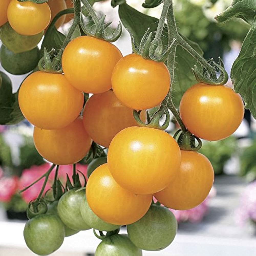 Tree tomato seeds yellow climbing variety for home garden growth