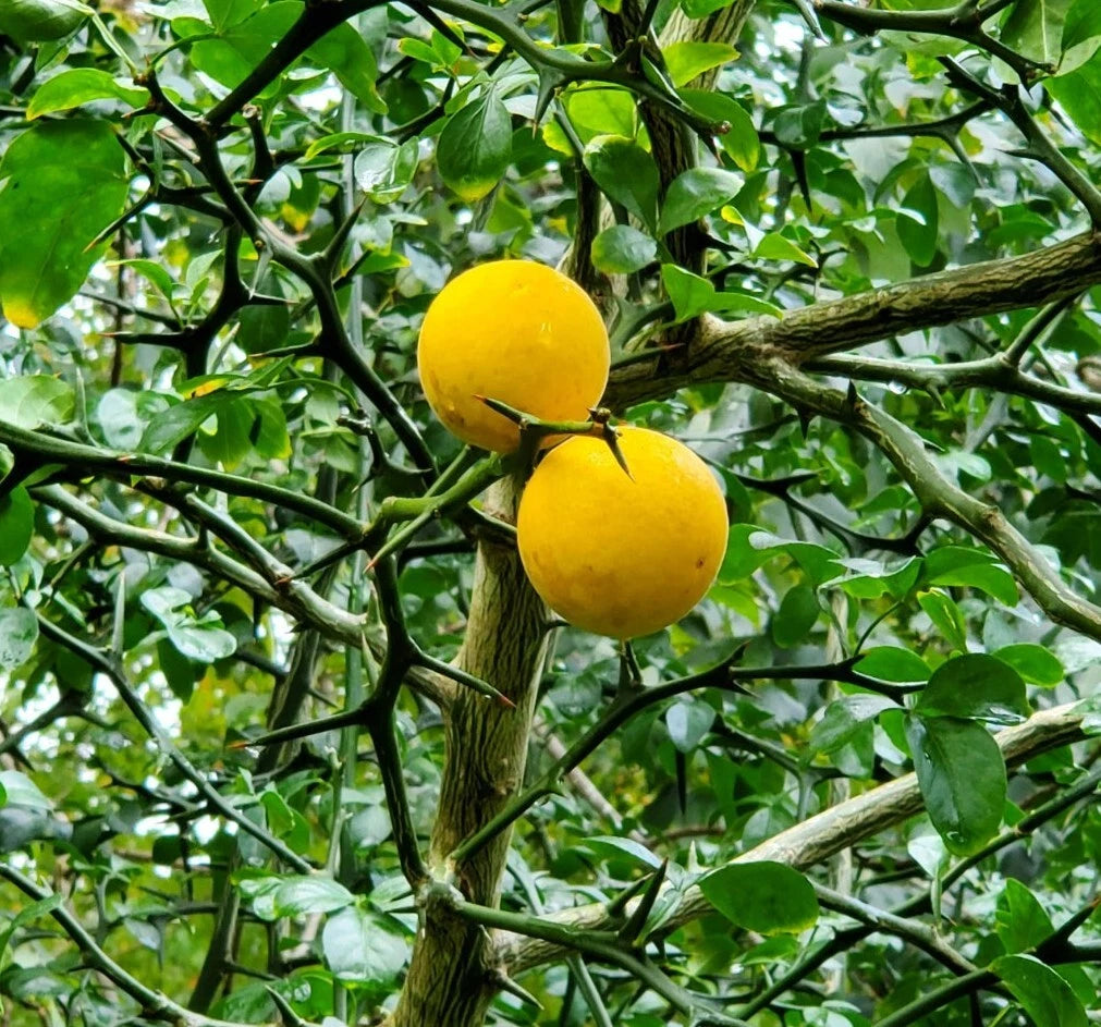 Trifoliate orange seeds heirloom non GMO for planting