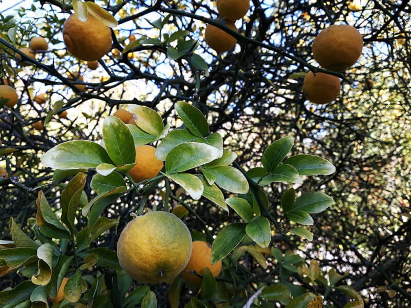Trifoliate orange tree growth from premium quality seeds