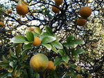 Trifoliate orange tree growth from premium quality seeds