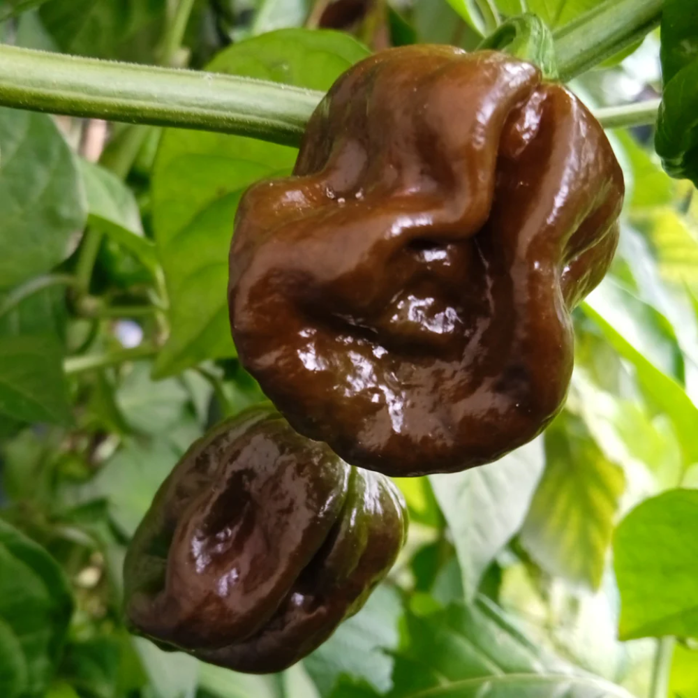 Trinidad Hot Pepper Vegetable Seeds for Planting