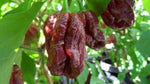 Trinidad 7 Pot Douglah chocolate chili seeds for growing rare hot pepper varieties - Dharaseeds