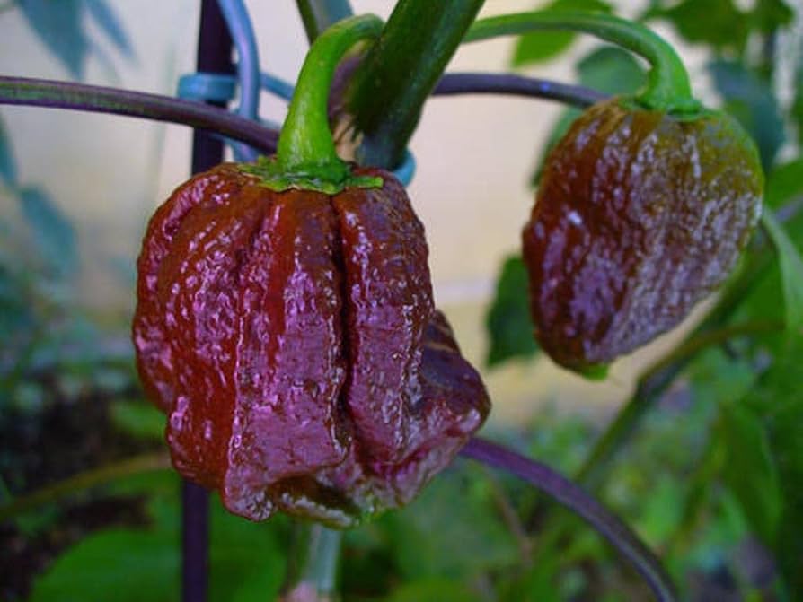 Trinidad 7 Pot Douglah chocolate chili seeds for growing rare hot pepper varieties - Dharaseeds