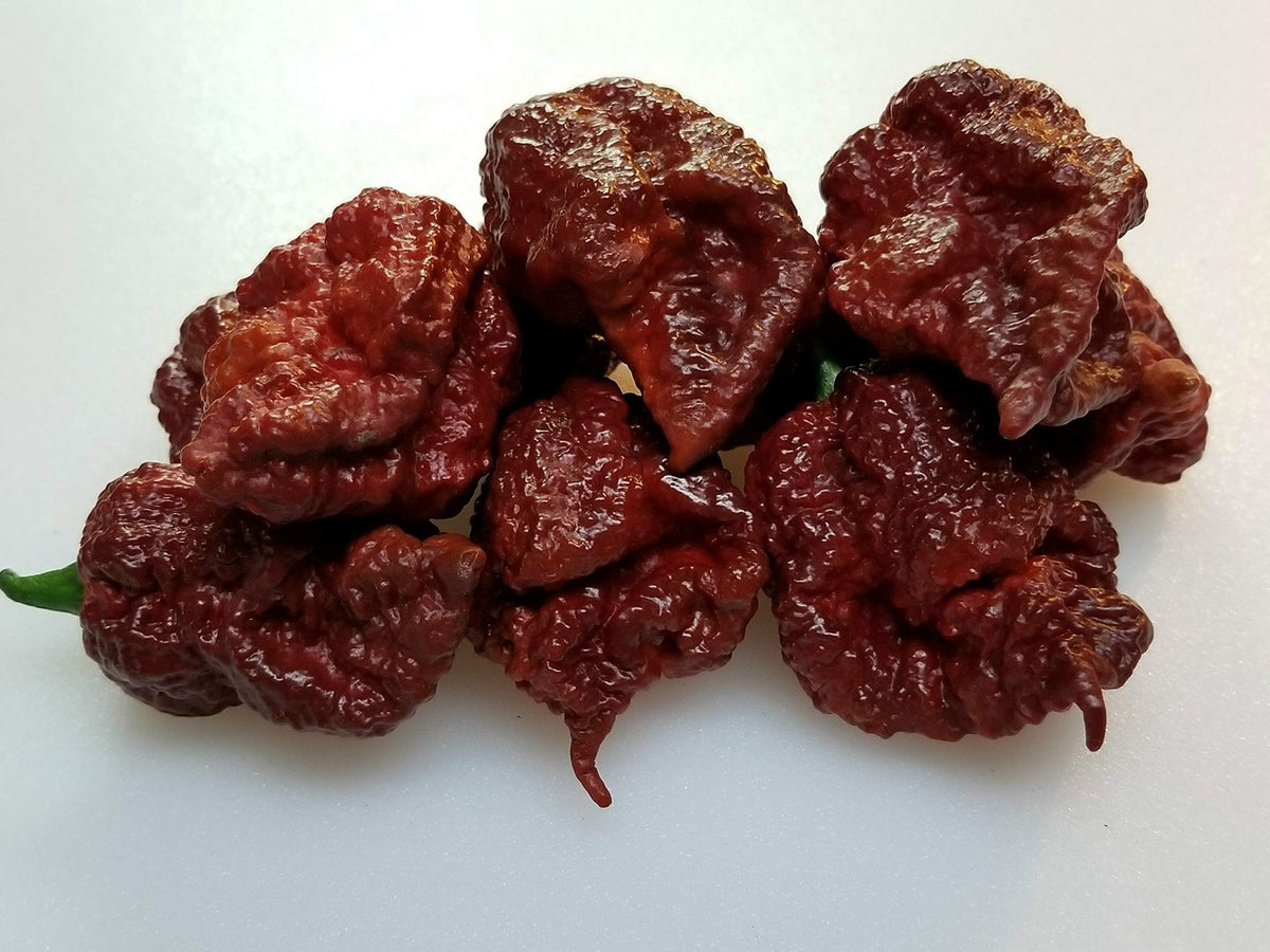 Trinidad 7 Pot Douglah chocolate chili seeds for growing rare hot pepper varieties - Dharaseeds