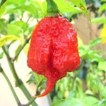 Trinidad Pepper Vegetable Seeds for Planting - 100 Pcs pcs - Dharaseeds
