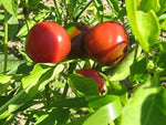 Trinidad Sweet Cherry Pepper seeds – organically grown sweet hot flavor - Dharaseeds