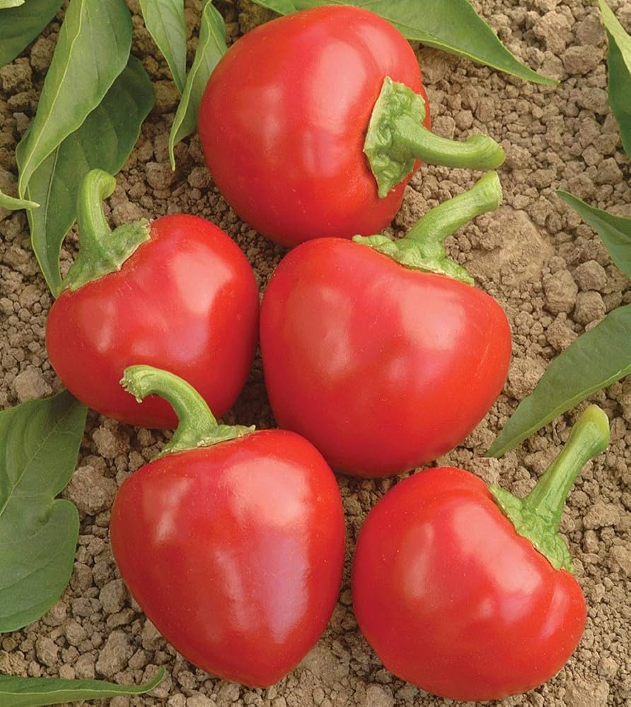 Trinidad Sweet Cherry Pepper seeds – organically grown sweet hot flavor - Dharaseeds