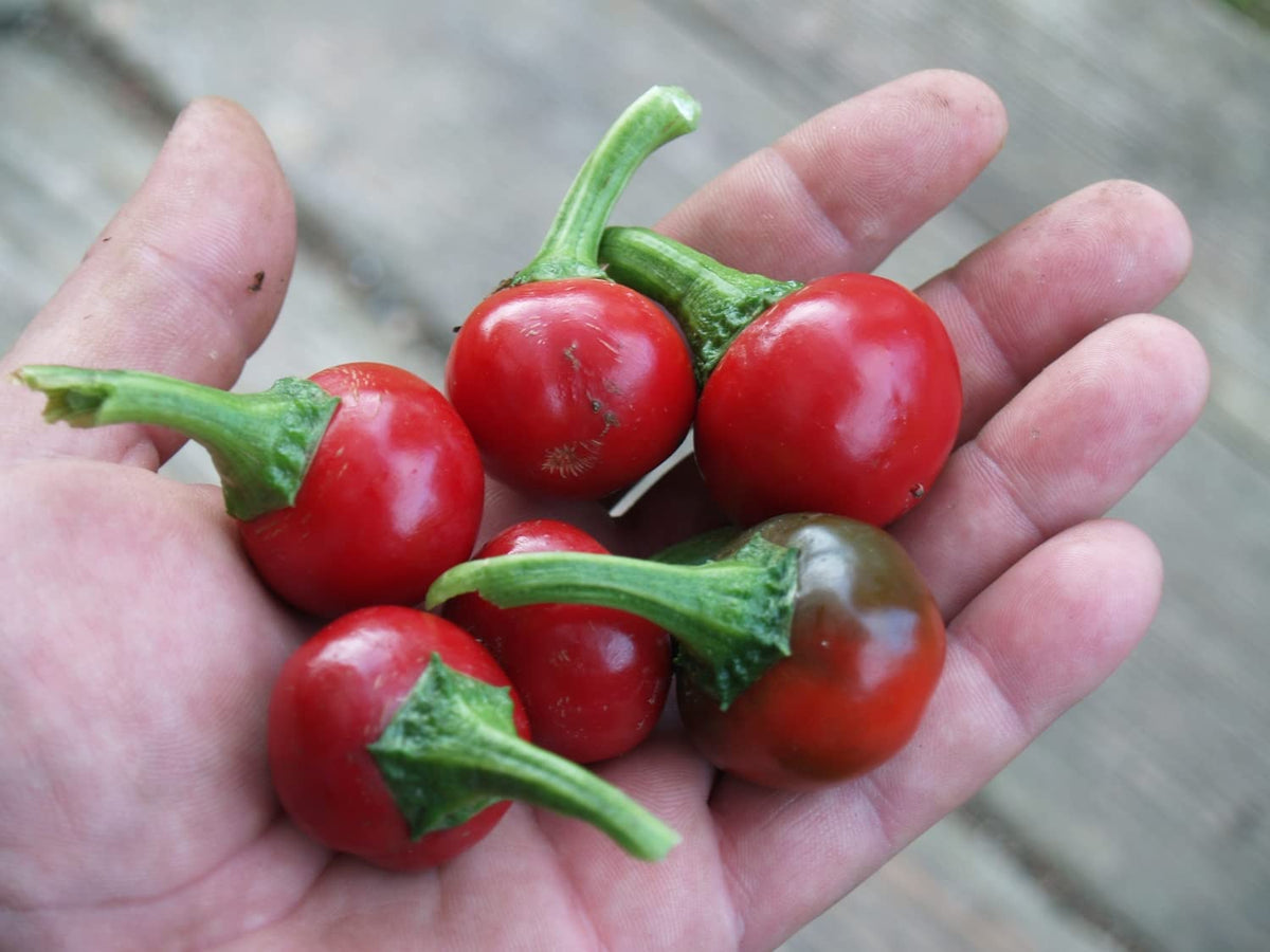 Trinidad Sweet Cherry Pepper seeds – organically grown sweet hot flavor - Dharaseeds