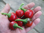 Trinidad Sweet Cherry Pepper seeds – organically grown sweet hot flavor - Dharaseeds