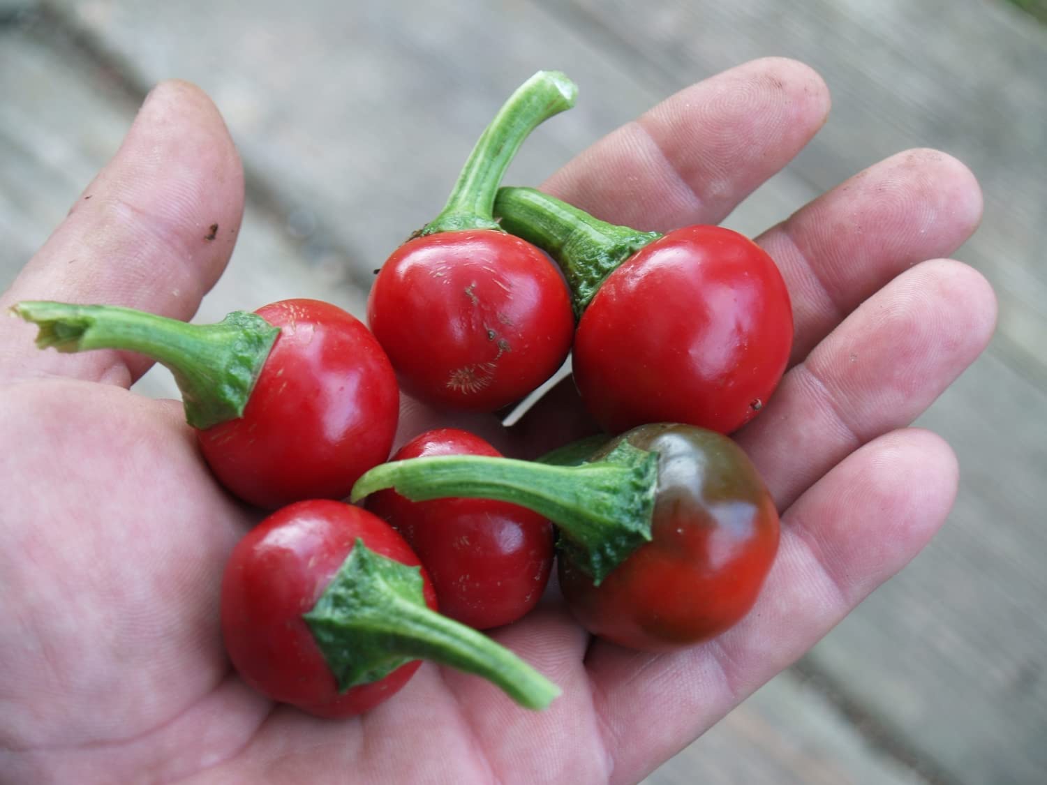 Trinidad Sweet Cherry Pepper seeds – organically grown sweet hot flavor - Dharaseeds