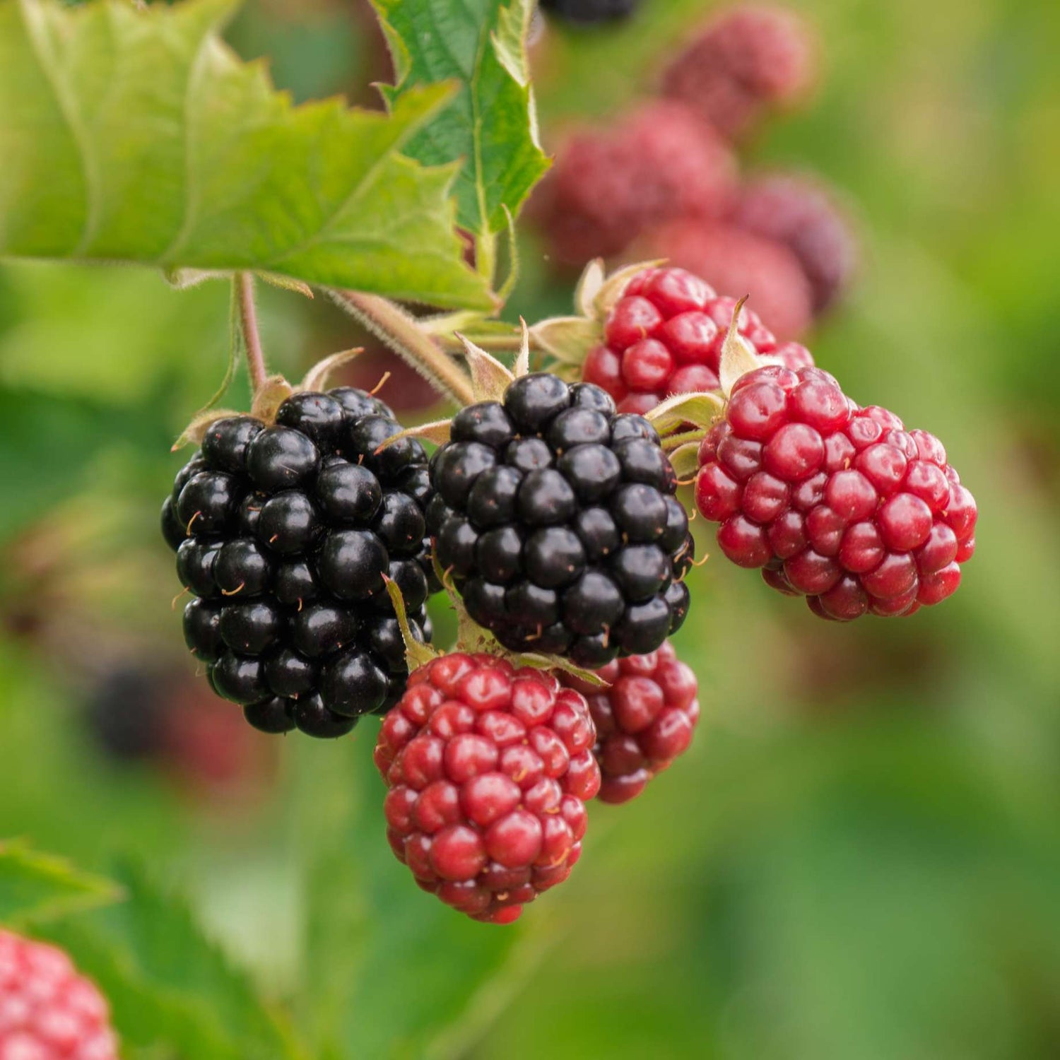 Non-GMO Triple Crown blackberry seeds for home gardens