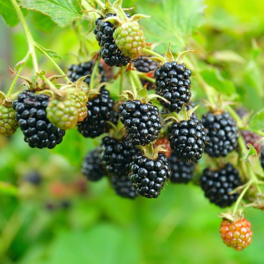 Triple Crown blackberry seeds for planting with high-yield berry plant information