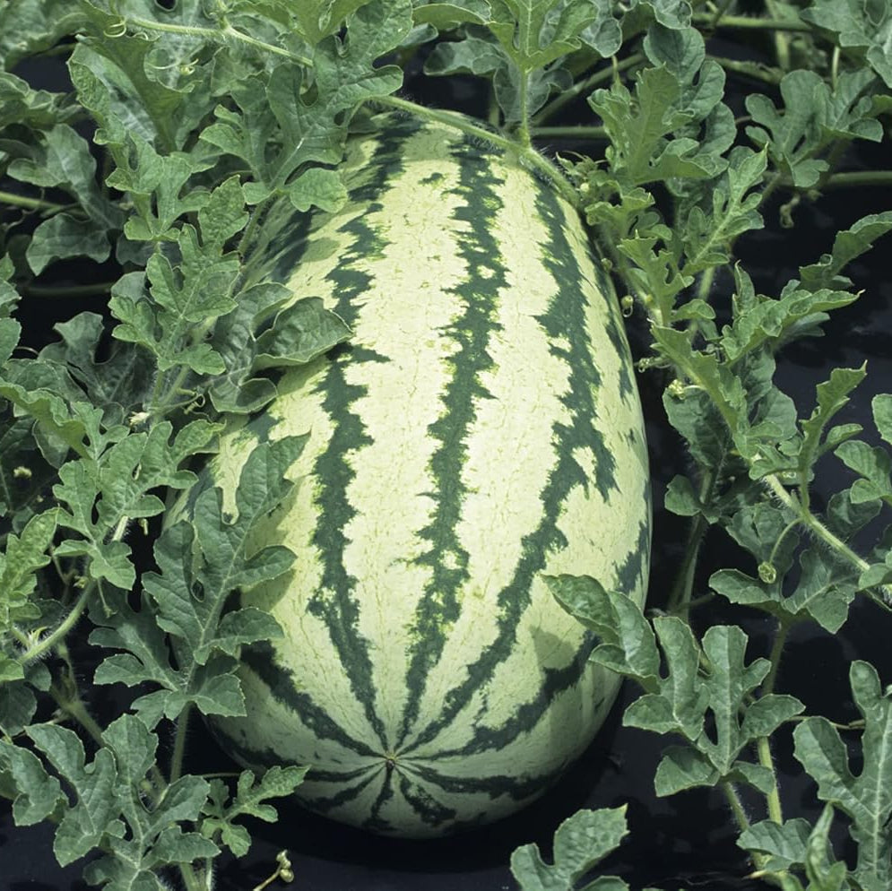 Triple Crown seedless watermelon seeds for summer gardening