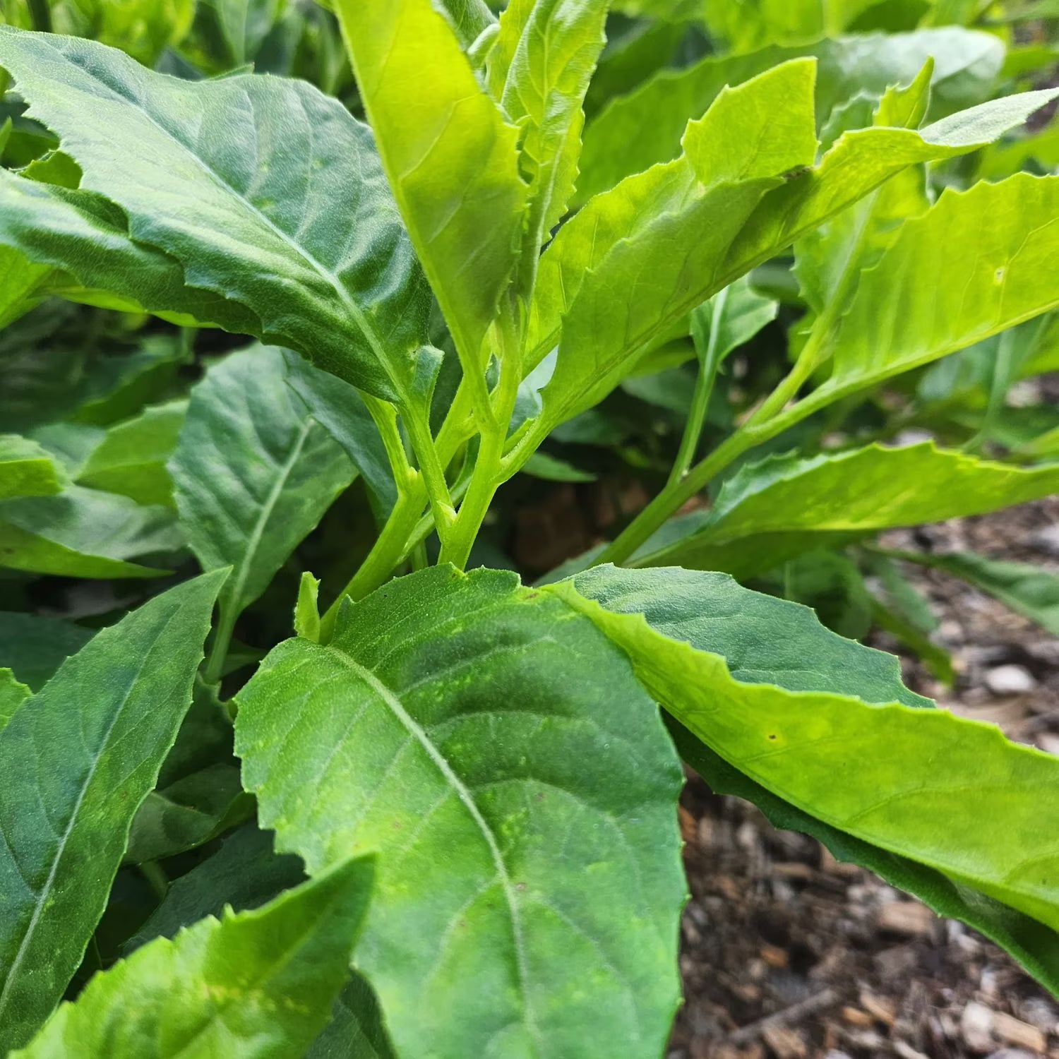 Triple-stem water spinach seeds Ong Choy non GMO high germination