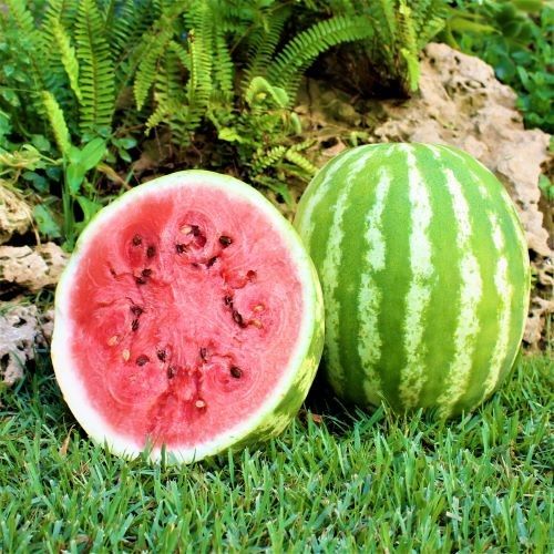 Triple Treat seedless watermelon seeds non GMO high germination