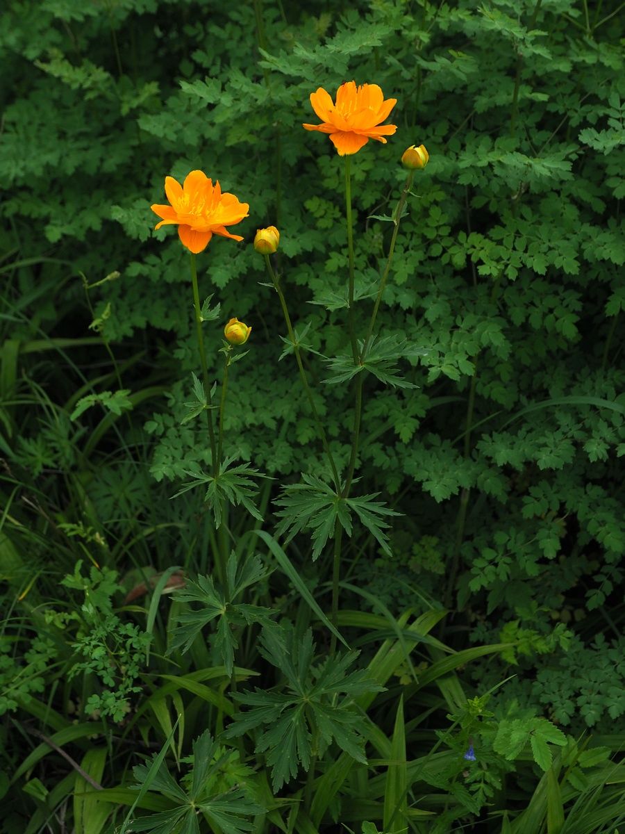 Trollius Trollius Chinensis Jinlian Lotus Flower Seeds for Planting – Exotic Blooms for Garden Borders and Pond Landscaping - Dharaseeds