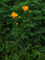 Trollius Trollius Chinensis Jinlian Lotus Flower Seeds for Planting – Exotic Blooms for Garden Borders and Pond Landscaping - Dharaseeds