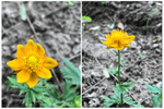 Trollius Trollius Chinensis Jinlian Lotus Flower Seeds for Planting – Exotic Blooms for Garden Borders and Pond Landscaping - Dharaseeds