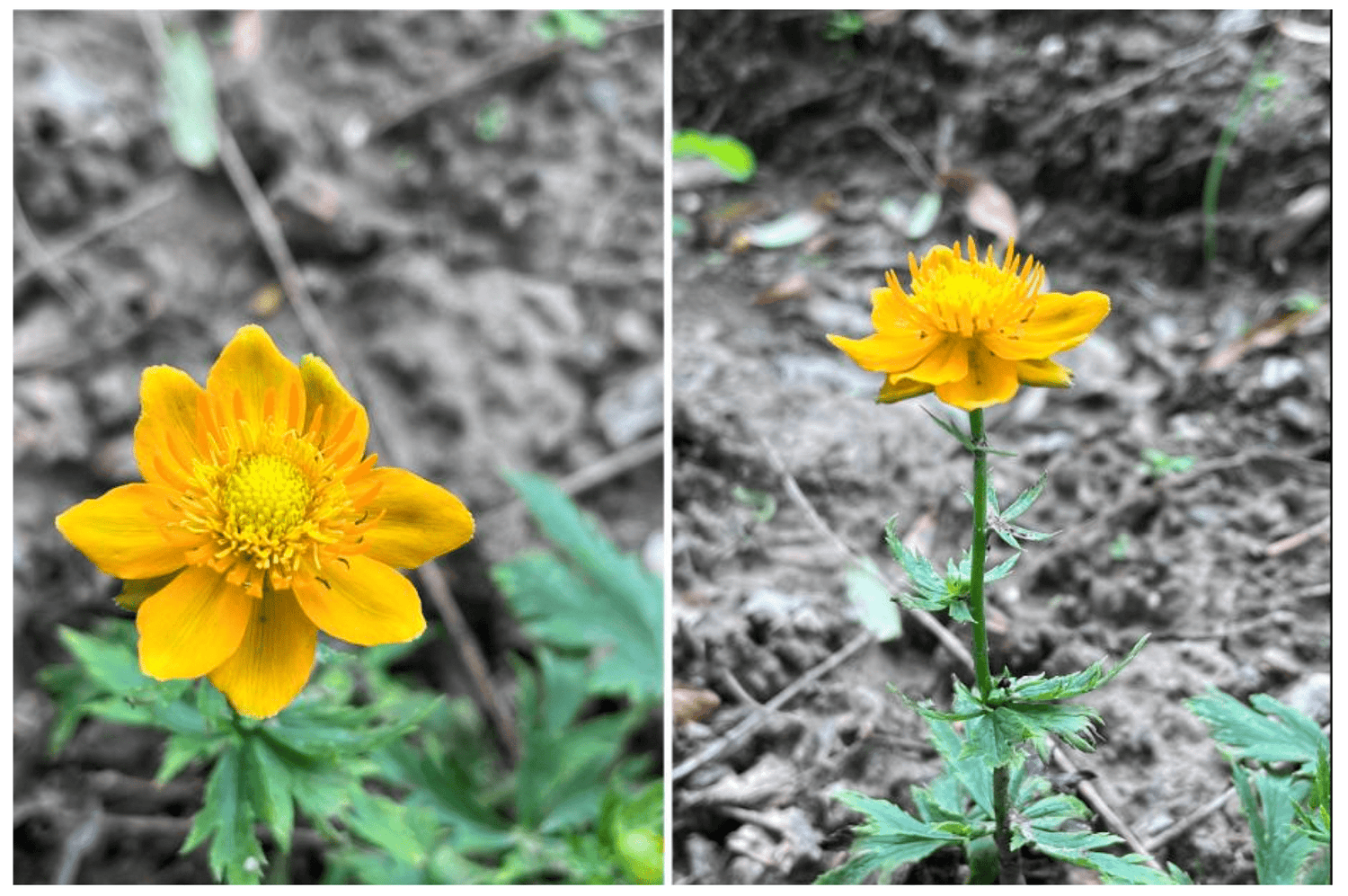 Trollius Trollius Chinensis Jinlian Lotus Flower Seeds for Planting – Exotic Blooms for Garden Borders and Pond Landscaping - Dharaseeds
