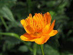 Trollius Trollius Chinensis Jinlian Lotus Flower Seeds for Planting – Exotic Blooms for Garden Borders and Pond Landscaping - Dharaseeds