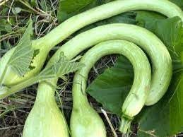 Trombocino Vegetable Seeds for Planting, 100 Pcs pcs - Dharaseeds