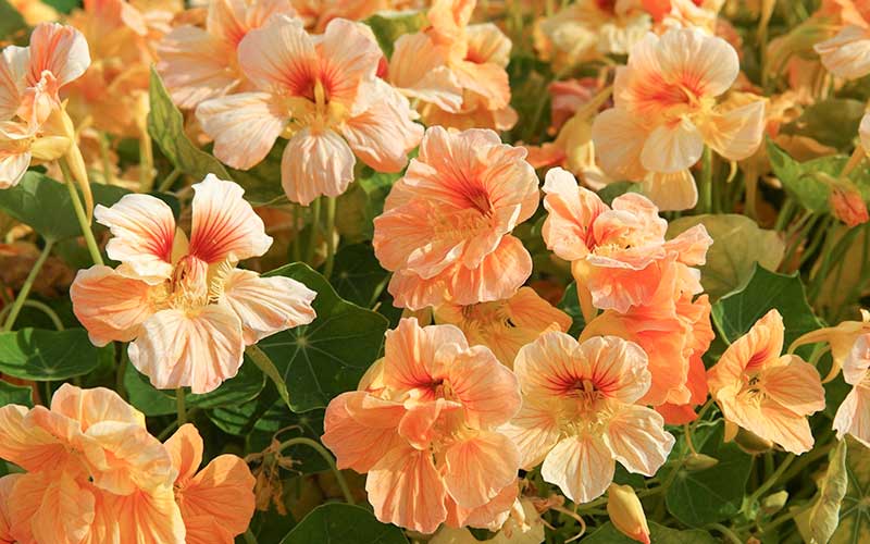 Nasturtium Tip Top Apricot Seeds