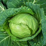 Non GMO cabbage seeds Tropic Giant variety
