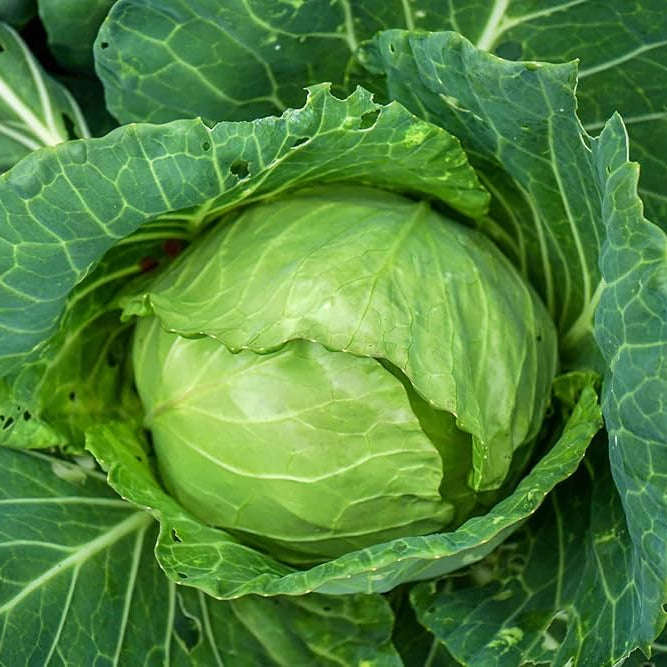 Non GMO cabbage seeds Tropic Giant variety