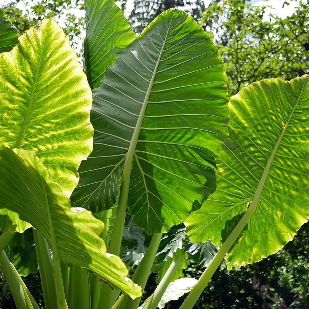 Tropical Alocasia Macrorrhiza planting seeds for landscape use