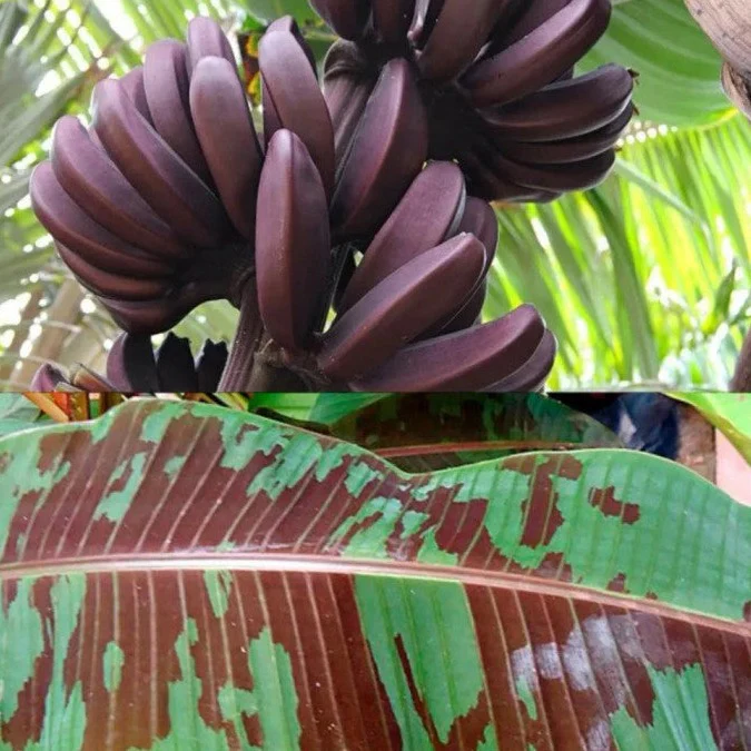 Tropical banana plant grown from seeds home gardening