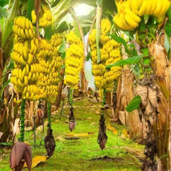 tropical banana plant grown from non gmo seeds