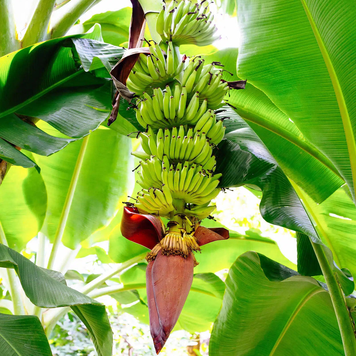 Tropical banana plant seeds for warm climate planting