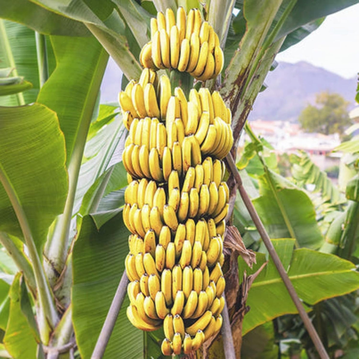 Tropical Banana Seeds ideal for warm-climate gardening