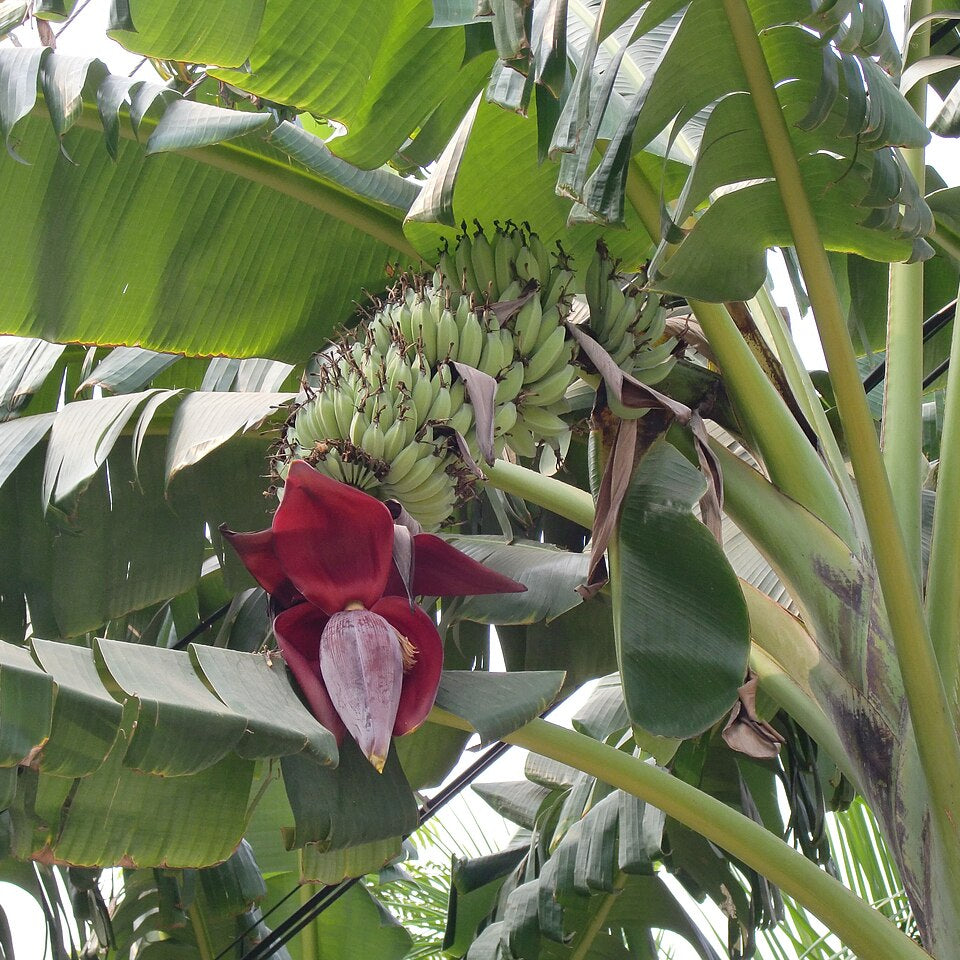 Tropical Banana seeds ideal for home gardens and containers