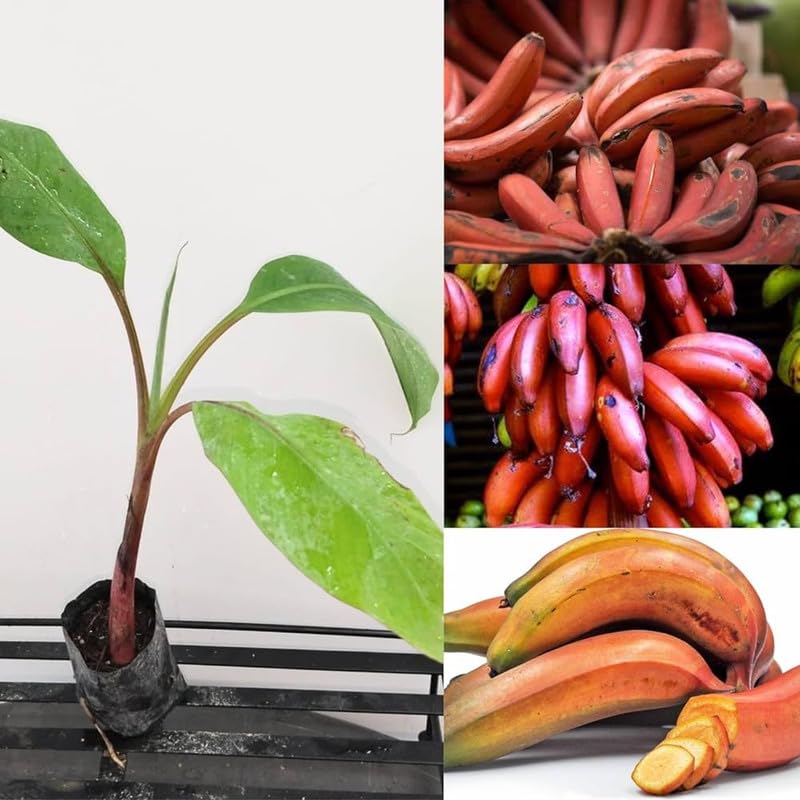 Tropical banana seeds maroon variety for outdoor gardens