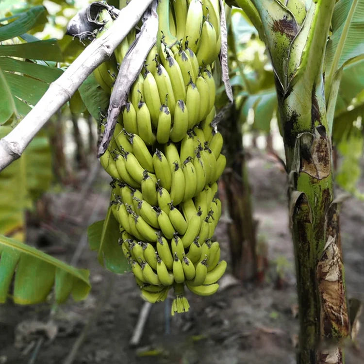 Tropical banana seeds for warm climate planting