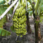 Tropical banana seeds for warm climate planting
