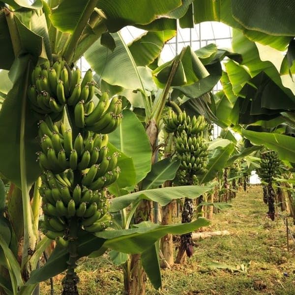 Tropical Banana Tree growing from seeds