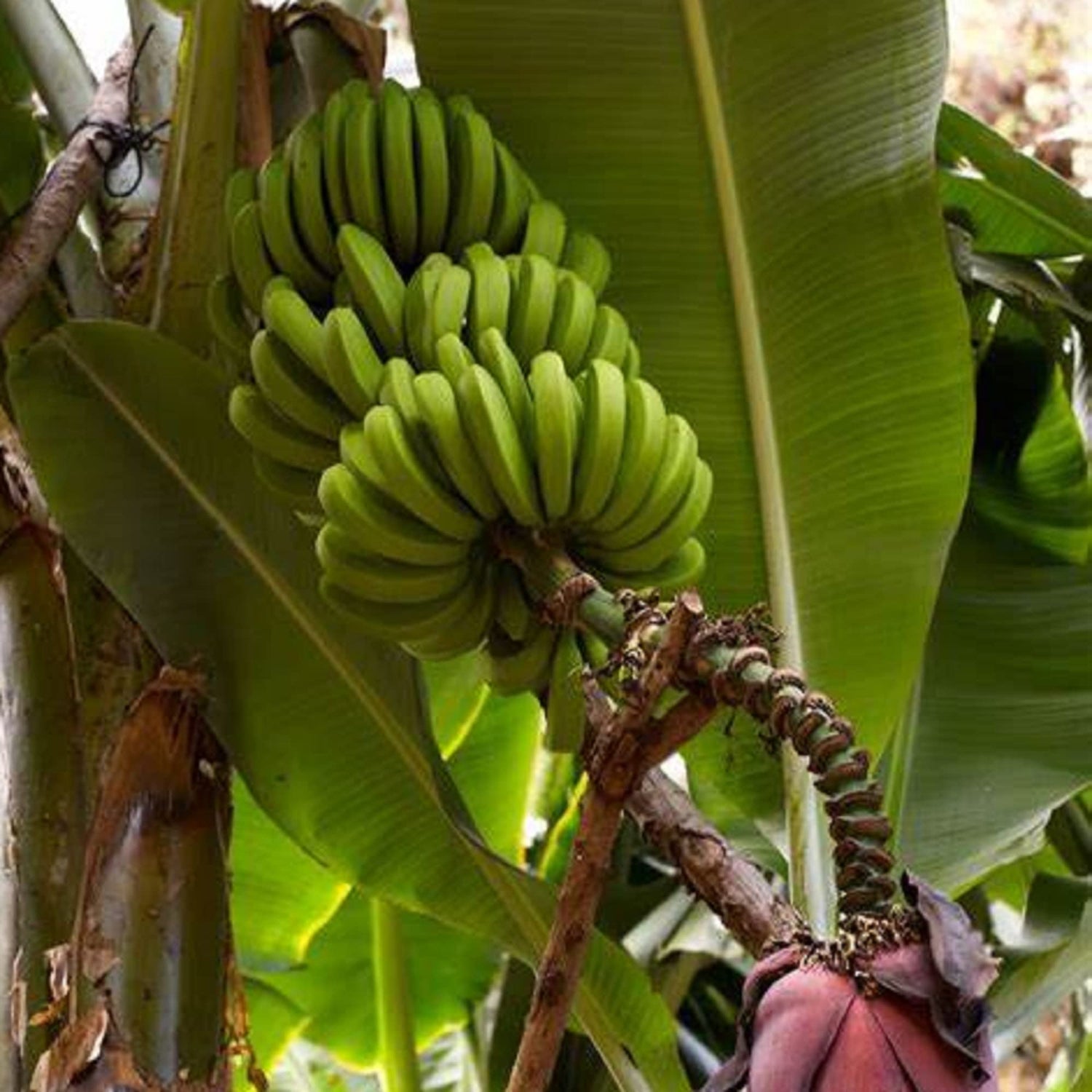 Tropical banana tree seeds for fast-growing plants