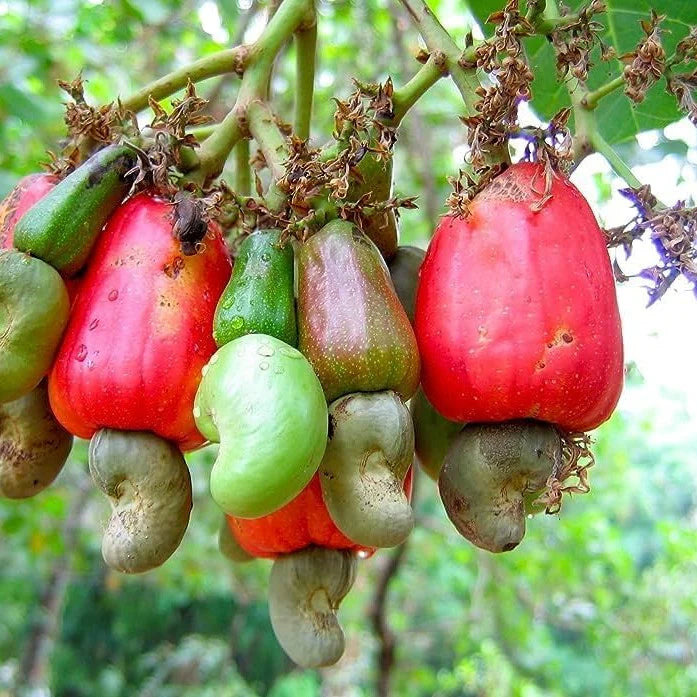 Tropical cashew seeds for outdoor garden